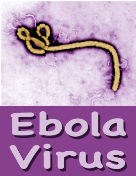 Ebola Virus Links